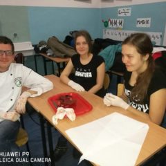 Jak zbudowane jest serce?