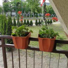 Przy wejściu pojawiły się piękne kwiaty