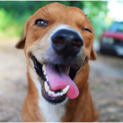 Wirtualna adopcja psa